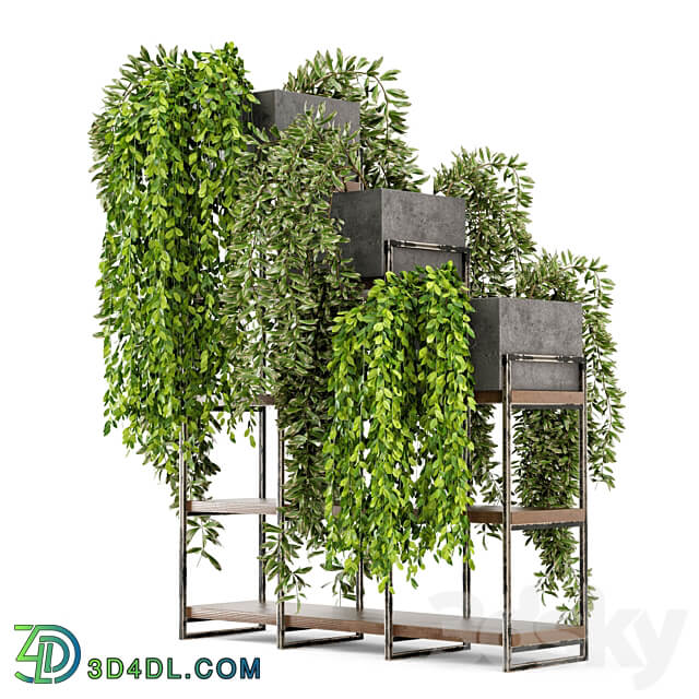 Indoor Plants in rusty Concrete Pot on Metal Shelf Set 53