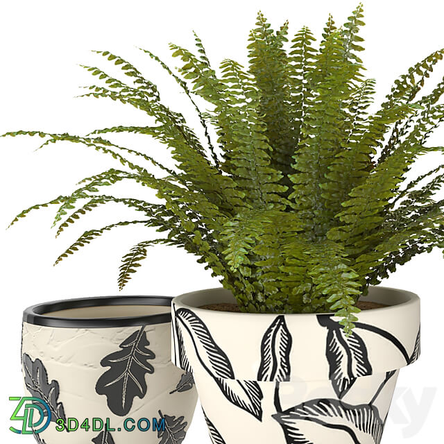 fern in vase 01 indoor plant