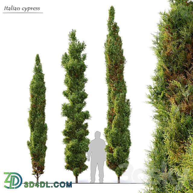 Italian cypress