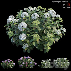 Hydrangea Plant set 32 