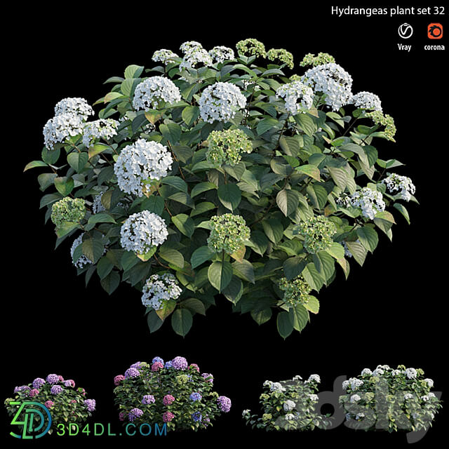 Hydrangea Plant set 32