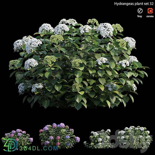 Hydrangea Plant set 32