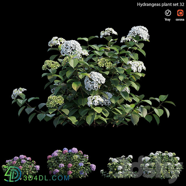 Hydrangea Plant set 32