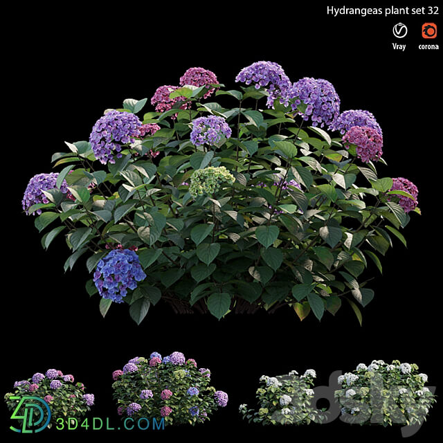 Hydrangea Plant set 32