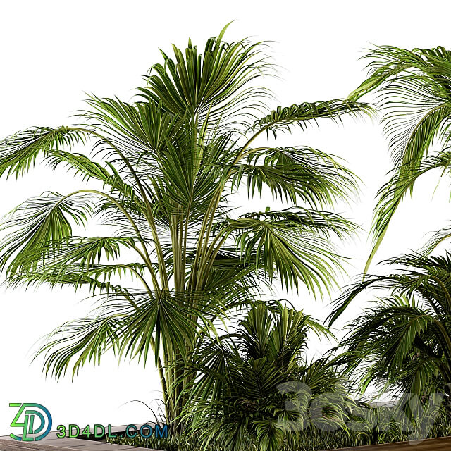 Outdoor Plants tree Tropical Garden Set 143