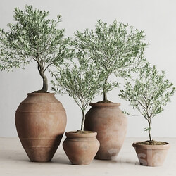 Olive European In Antique Clay Vessels 