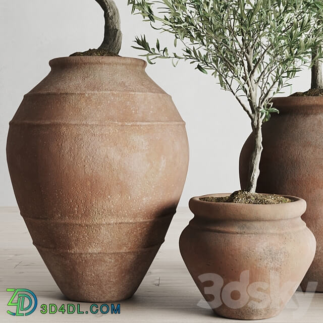 Olive European In Antique Clay Vessels