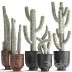 Plant collection 840. black pot flowerpot loft indoor cactus Cleistocactus Cephalocereus 3D Models 