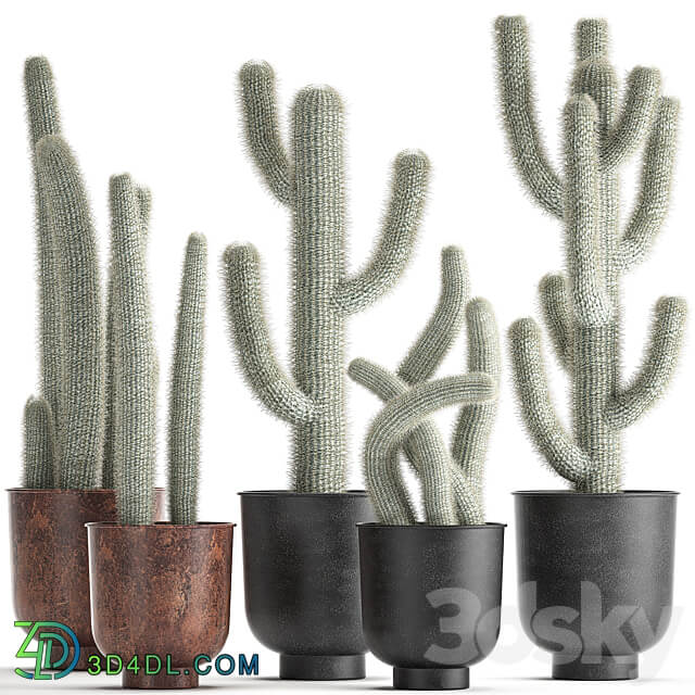 Plant collection 840. black pot flowerpot loft indoor cactus Cleistocactus Cephalocereus 3D Models