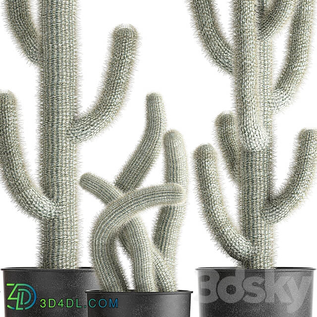 Plant collection 840. black pot flowerpot loft indoor cactus Cleistocactus Cephalocereus 3D Models