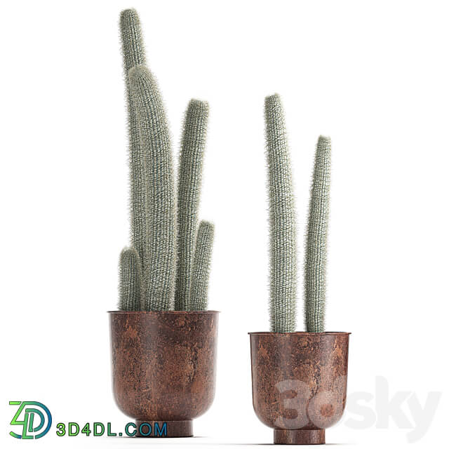 Plant collection 840. black pot flowerpot loft indoor cactus Cleistocactus Cephalocereus 3D Models