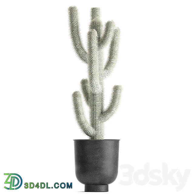 Plant collection 840. black pot flowerpot loft indoor cactus Cleistocactus Cephalocereus 3D Models