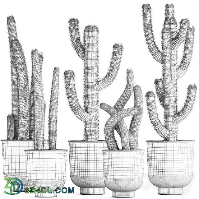 Plant collection 840. black pot flowerpot loft indoor cactus Cleistocactus Cephalocereus 3D Models