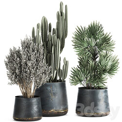 Plant collection 870. Cactus palm olive tree rapis flowerpot industrial style luxury decor Cereus tree Raphis Palm 3D Models 