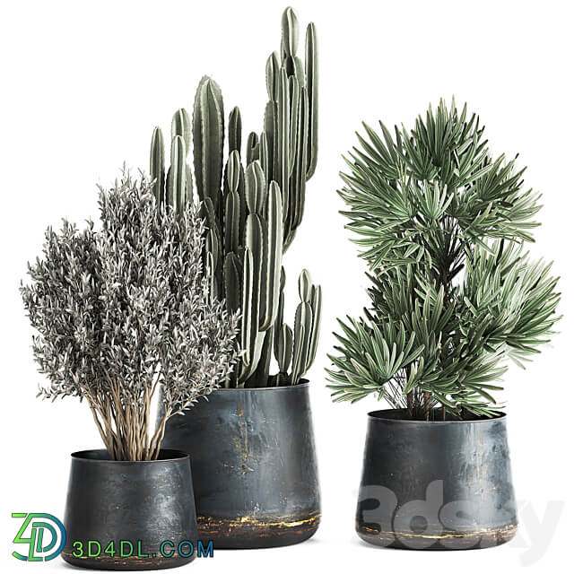 Plant collection 870. Cactus palm olive tree rapis flowerpot industrial style luxury decor Cereus tree Raphis Palm 3D Models