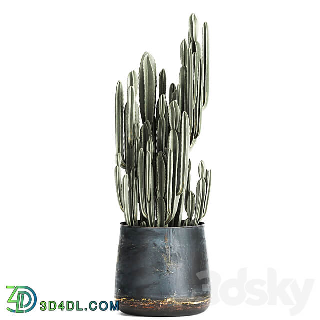 Plant collection 870. Cactus palm olive tree rapis flowerpot industrial style luxury decor Cereus tree Raphis Palm 3D Models