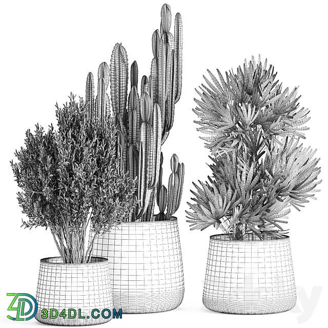 Plant collection 870. Cactus palm olive tree rapis flowerpot industrial style luxury decor Cereus tree Raphis Palm 3D Models