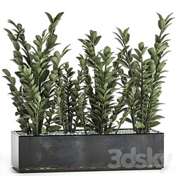 Plant collection 874. 3D Models 