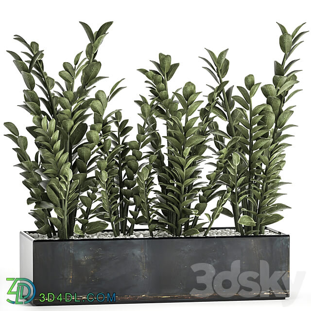 Plant collection 874. 3D Models