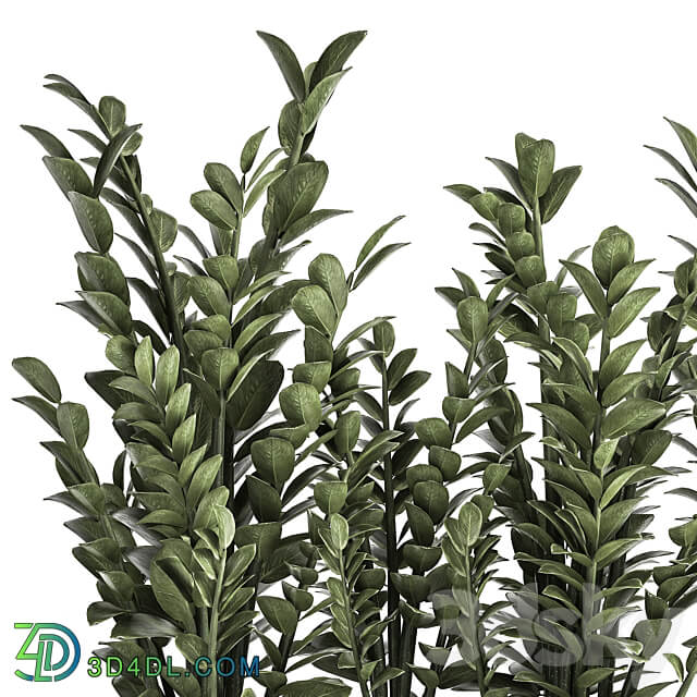 Plant collection 874. 3D Models