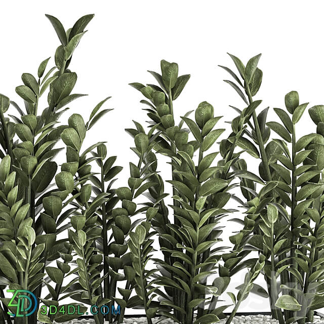 Plant collection 874. 3D Models