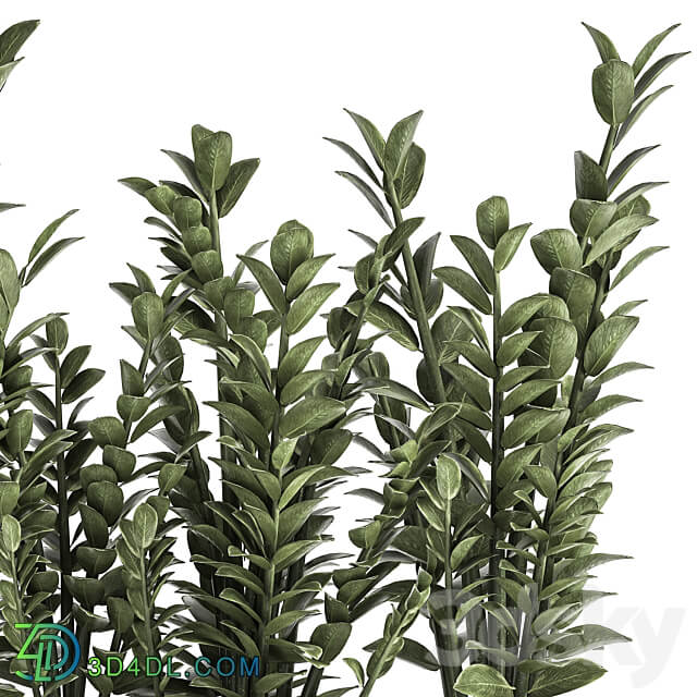 Plant collection 874. 3D Models