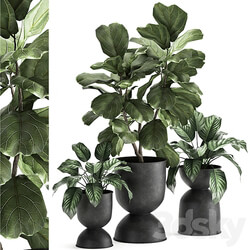 Plant collection 876. Ficus lirata black flowerpot loft ornamental tree small tree metal flowerpot pot bush Ficus lyrata 3D Models 