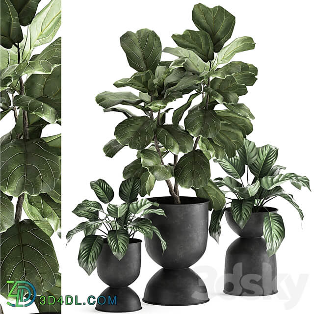 Plant collection 876. Ficus lirata black flowerpot loft ornamental tree small tree metal flowerpot pot bush Ficus lyrata 3D Models