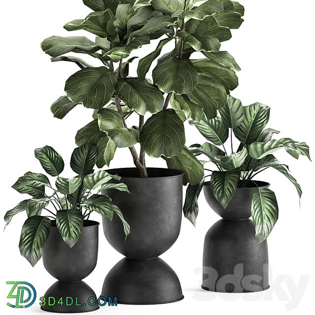 Plant collection 876. Ficus lirata black flowerpot loft ornamental tree small tree metal flowerpot pot bush Ficus lyrata 3D Models