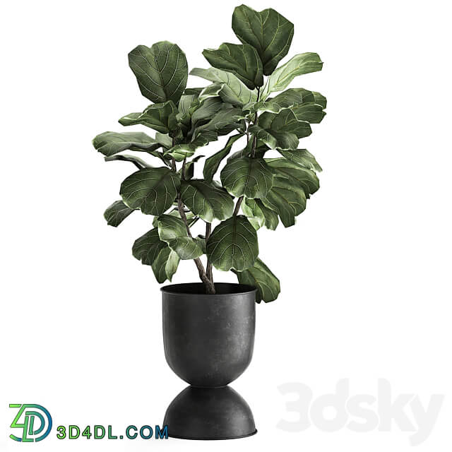 Plant collection 876. Ficus lirata black flowerpot loft ornamental tree small tree metal flowerpot pot bush Ficus lyrata 3D Models