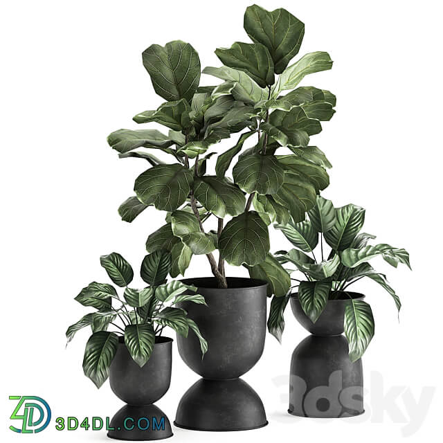 Plant collection 876. Ficus lirata black flowerpot loft ornamental tree small tree metal flowerpot pot bush Ficus lyrata 3D Models