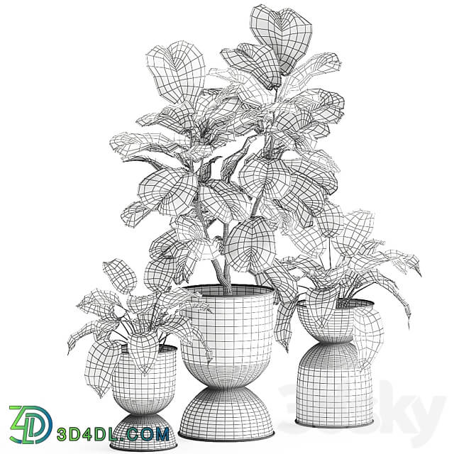 Plant collection 876. Ficus lirata black flowerpot loft ornamental tree small tree metal flowerpot pot bush Ficus lyrata 3D Models