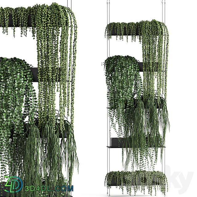 Vertical gardening. 65 Succulents climbing plants black shelf loft decor Groundsel phytowall phytomodule flower garden Senecio rowleyanus Pearls succulent Fitowall 3D Models