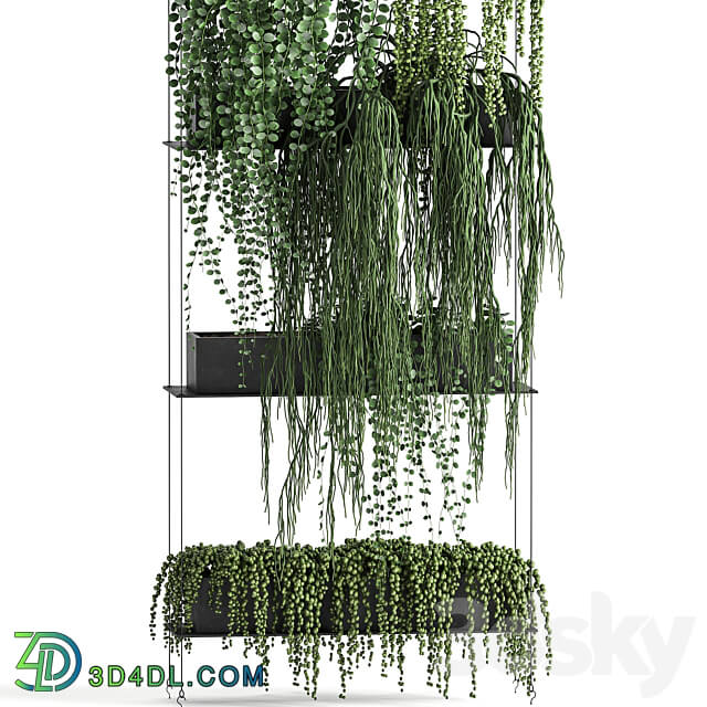 Vertical gardening. 65 Succulents climbing plants black shelf loft decor Groundsel phytowall phytomodule flower garden Senecio rowleyanus Pearls succulent Fitowall 3D Models