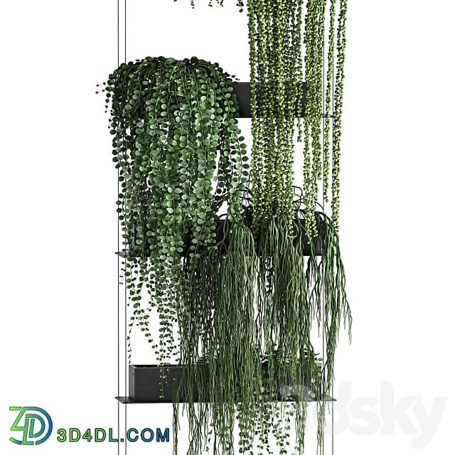 Vertical gardening. 65 Succulents climbing plants black shelf loft decor Groundsel phytowall phytomodule flower garden Senecio rowleyanus Pearls succulent Fitowall 3D Models