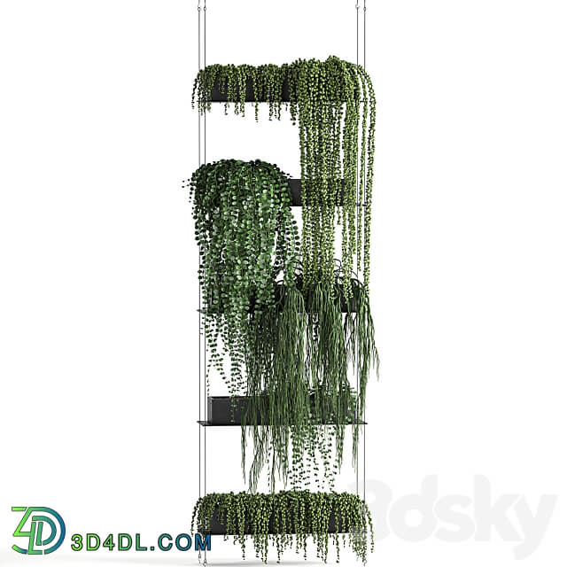 Vertical gardening. 65 Succulents climbing plants black shelf loft decor Groundsel phytowall phytomodule flower garden Senecio rowleyanus Pearls succulent Fitowall 3D Models