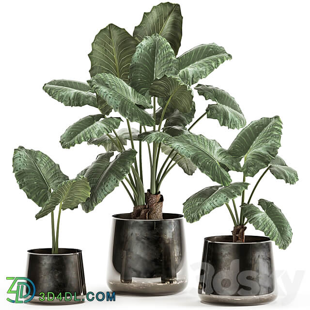 Plant collection alocasia macrorrhiza 881. Alocasia black flowerpot pot loft luxury flowerpot flower pot bush 3D Models