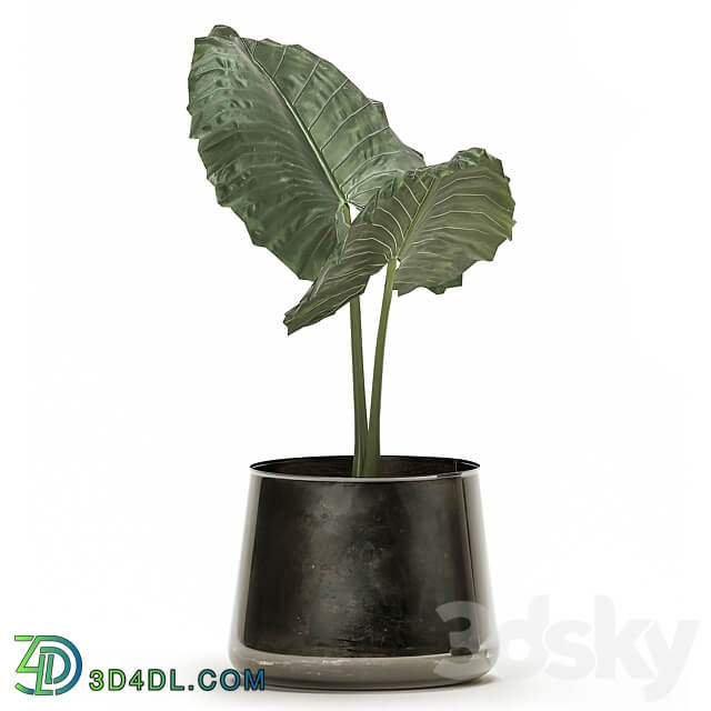 Plant collection alocasia macrorrhiza 881. Alocasia black flowerpot pot loft luxury flowerpot flower pot bush 3D Models