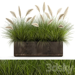 Plant collection 904. pampas grass flowerpot landscaping flowerbed rust industrial style 3D Models 