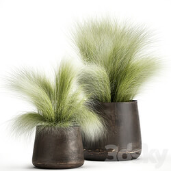 Plant collection 908. Stipa Tussock Feather grass grass bushes landscaping metal flowerpot rust industrial style 3D Models 