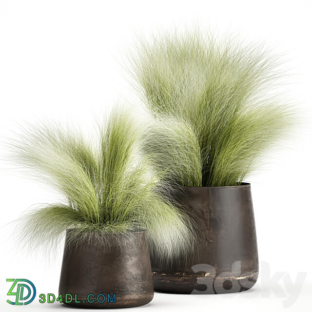 Plant collection 908. Stipa Tussock Feather grass grass bushes landscaping metal flowerpot rust industrial style 3D Models