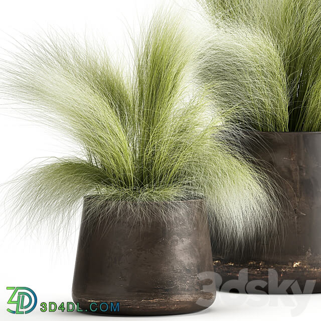 Plant collection 908. Stipa Tussock Feather grass grass bushes landscaping metal flowerpot rust industrial style 3D Models