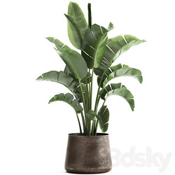 Plant collection 916. Banana tree metal flowerpot banana rust industrial style strelitzia bush plant flower 3D Models 