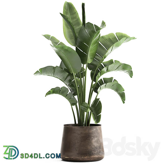 Plant collection 916. Banana tree metal flowerpot banana rust industrial style strelitzia bush plant flower 3D Models