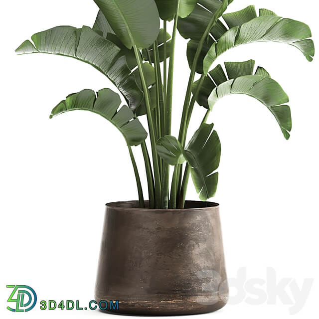 Plant collection 916. Banana tree metal flowerpot banana rust industrial style strelitzia bush plant flower 3D Models