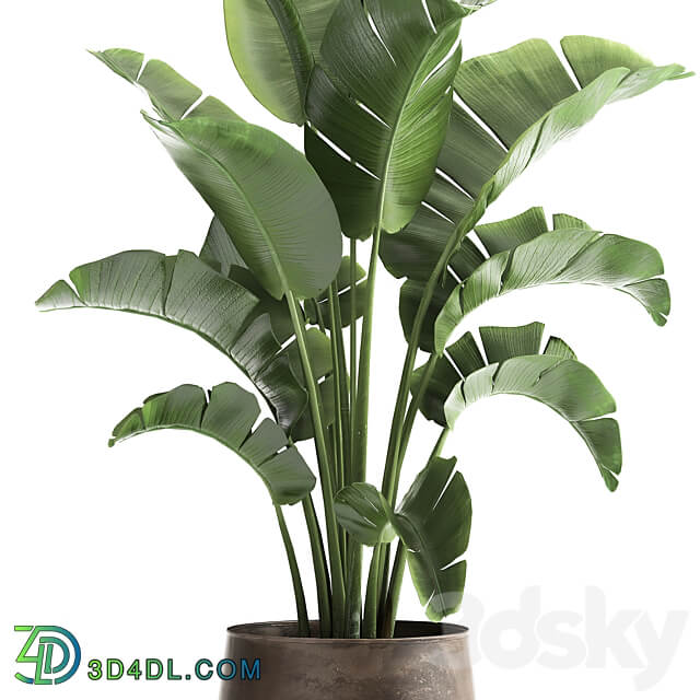 Plant collection 916. Banana tree metal flowerpot banana rust industrial style strelitzia bush plant flower 3D Models