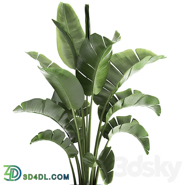 Plant collection 916. Banana tree metal flowerpot banana rust industrial style strelitzia bush plant flower 3D Models