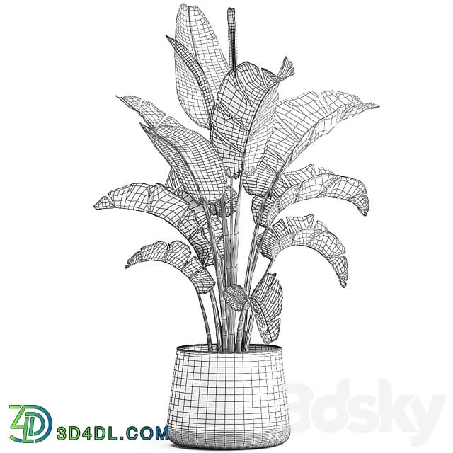 Plant collection 916. Banana tree metal flowerpot banana rust industrial style strelitzia bush plant flower 3D Models