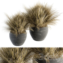 Outdoor Plant Set 204 Dried Grass in Pot 