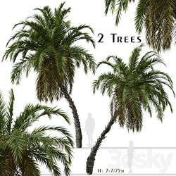 Set of Phoenix reclinata Trees Senegal date palm 2 Trees  